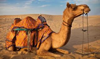 骆驼的驼峰内储存的是什么 骆驼驼峰储存的是什么